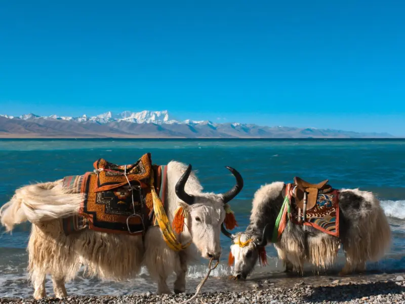 Namtso Lake-The Heavenly Lake of Tibet