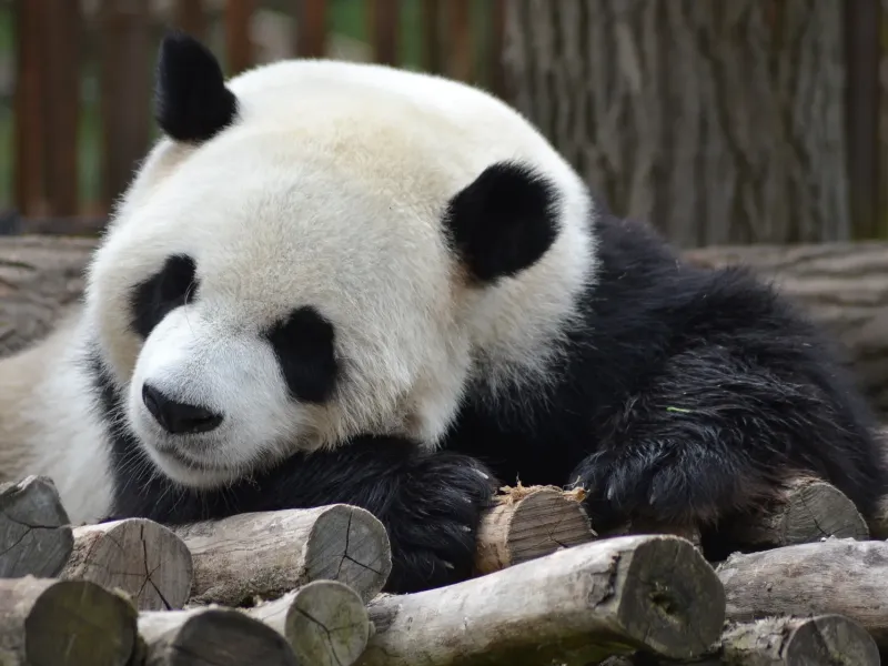 Chengdu Research Base of Giant Panda Breeding-Witness the Magic of Giant Pandas in Their Natural Habitat