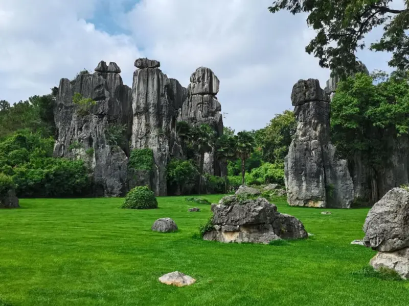 Nature's Masterpiece: A Forest of Stone Sculpted by Time