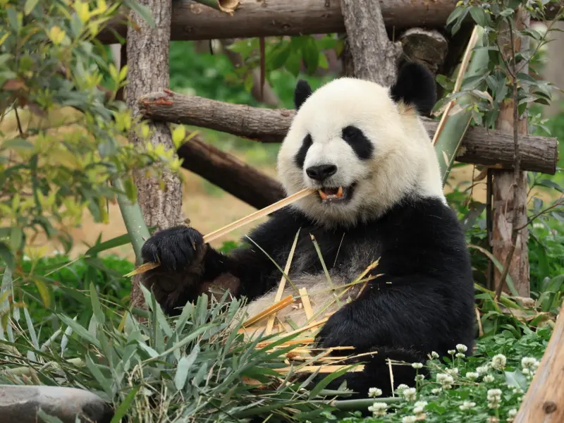 Chengdu Research Base of Giant Panda Breeding-Witness the Magic of Giant Pandas in Their Natural Habitat